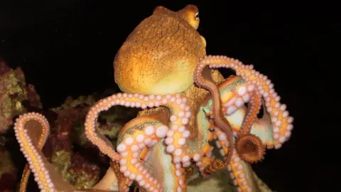 Gabrielle Yap / EyeEm octopus swimming at night