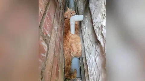 Bedfordshire Fire and Rescue Service Reggie the cat got stuck between two brick buildings