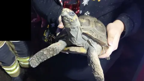 Essex Fire and Rescue Rescued tortoise.