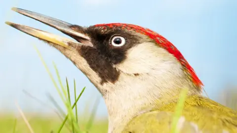 Getty Images woodpecker