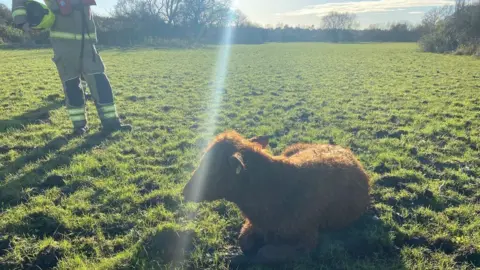 Essex County Fire and Rescue Service Calf on dry land following rescue from rive