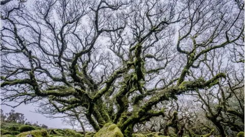 Charles Sainsbury-Plaice Wistman's Wood