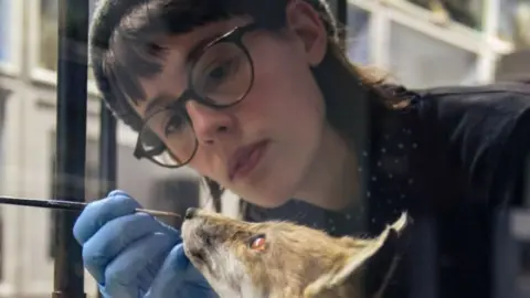 Laurence Dean Jazmine Miles Long working on a taxidermy fox
