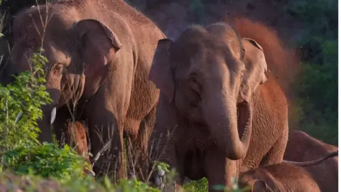 Reuters Wild Asian elephants forage and play in Yimen county of Yuxi, Yunnan province