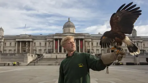 BBC News: Tom Pilston Matt Forward with his hawk in Trafalgar Square, 13 June 2020