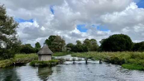 Bumble bee Longstock on the River Test