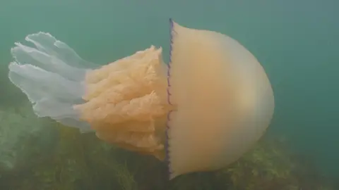 Dan Abbott Jellyfish