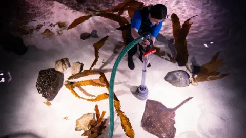 PA Media An aquarist cleans a Stingray tank at the Sea Life London Aquarium