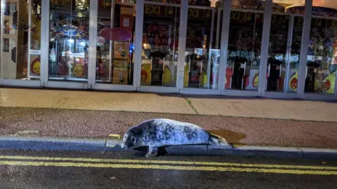 Dan Goldsmith/Marine and Wildlife Rescue Seal on pavement