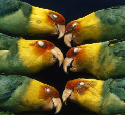 Science Photo Library Carolina parakeets