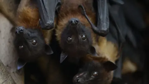 AFP Indian bats