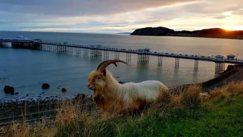 Dave Brown A goat standing on the Great Orme in front of Llandudno Pier