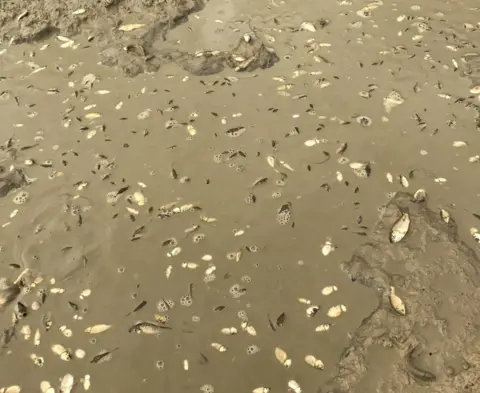 RSPCA The fish in a small pond at Brook Country Park, Clacton