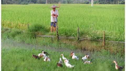 Getty Images A farmer in central China tends to his ducks feeding beside the water