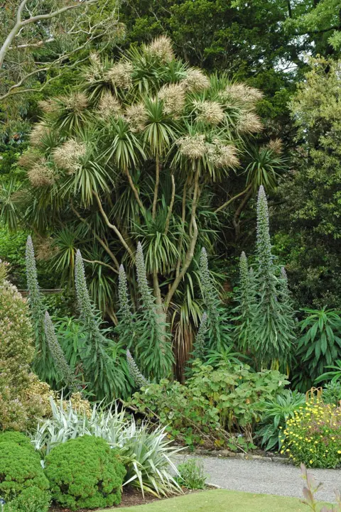 Logan Botanic Garden Trees