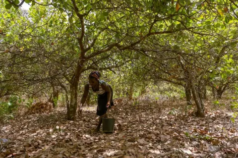 Ricci Shryock Meia Nianta collects cashew nuts and apples from her 1.5 hectare farm just outside of the capital city, Bissau. She said the harvest starts in March and wraps up around June in the West African country. She usually works from mid-afternoon until late in the evening.