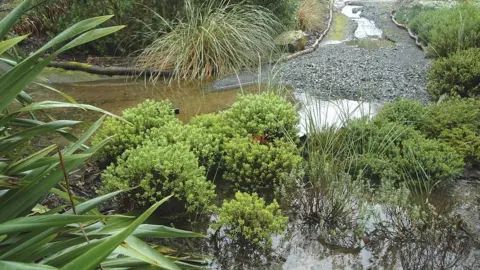 Flooded garden