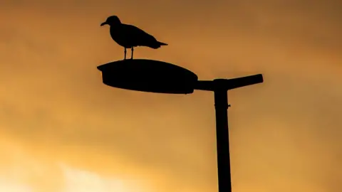 Getty Images A bird standing on a street light