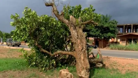 Emmanuel Bright Quaicoe A kola tree cut down in Ghana
