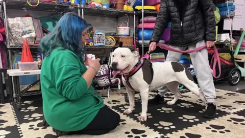 XL bully owners take up muzzle training in Milton Keynes