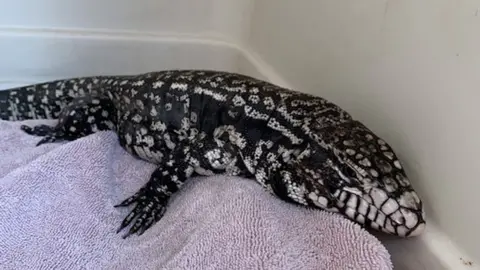 RSPCA Tegu lizard