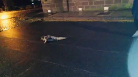 Kirkton Veterinary Centre Seal in street