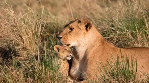 BSIP/Getty Images Lioness and cub