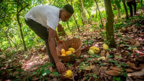 AFP A cocoa farmer collects harvested cocoa pods on a farm in Asikasu, a town in Eastern Region of Ghana