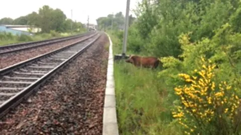 @ScotRail wild boar on railway
