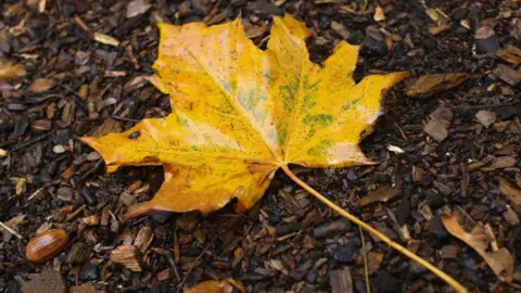 Getty Images Autumn leaf