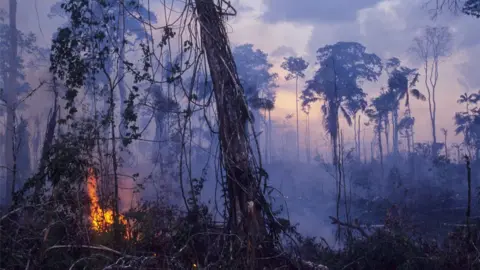 Getty Images Forest being cleared for cattle ranching in Brazil