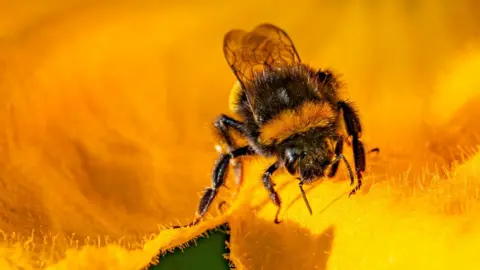 PA Media bee on yellow flower