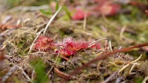 AJ Critch Wildlife Round-leaved sundew