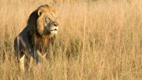 Bert Duplessis/Fish Eagle Safaris Six-year-old Xanda lion