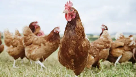 Anthony Lee/Getty Images Poultry grazing outside