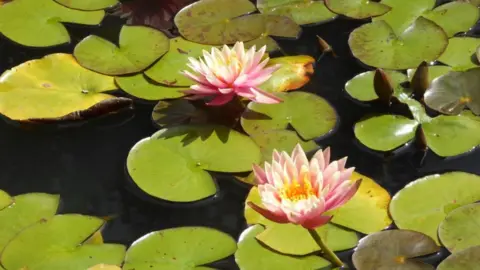 Pauline Massey Lillies