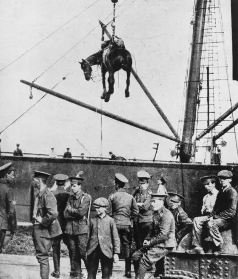 Getty Images A horse is landed from a British military transport ship at Boulogne, France, during World War One, August 1914