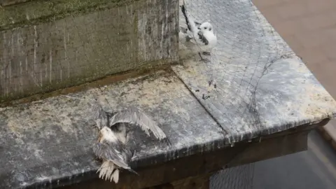 Blyth Wildlife Rescue Birds trapped in the netting on buildings on Lombard Street in Newcastle