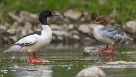 Getty Images Goosander duck