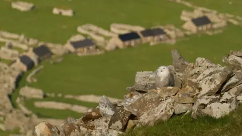 Rowan Aitchison/NTS Snowy owl on St Kilda