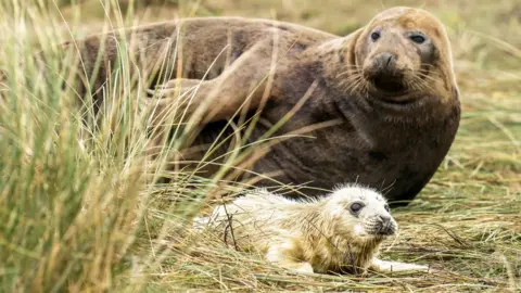 PA Media A seal and a pup