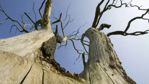 Science Photo Library Diseased elm