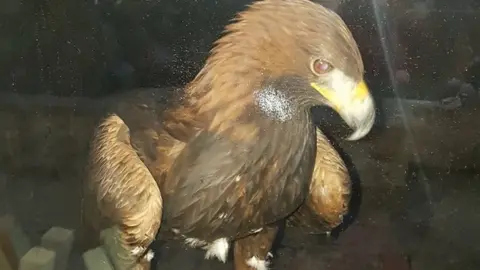 Golden eagle on window sill in Ton Pentre