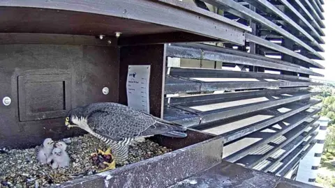 BT Peregrine chicks