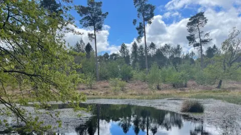 Black Lake peat bog in Delamere Forest has been restored - a project that has taken 20 years
