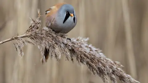 Stuart Carlton/RSPB Bearded tit