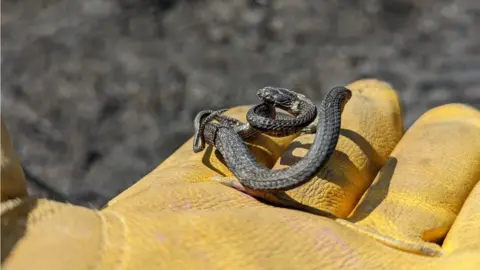 Hampshire Countryside Service Burnt snake