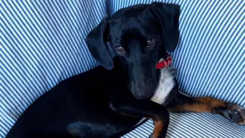 Harriet Weaver Pepper the puppy