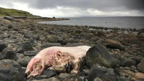 SMASS Scottish Marine Animal Stranding Scheme