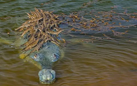 Dhritiman Mukherjee/WPY/NHM Dhritiman Mukherjee image of a gharial croc